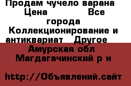 Продам чучело варана. › Цена ­ 15 000 - Все города Коллекционирование и антиквариат » Другое   . Амурская обл.,Магдагачинский р-н